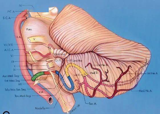 如何記後顱窩三組神經血管複合體解剖!_小腦_包括_延髓