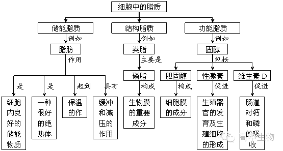 基本结构一,本章核心概念:主要:细胞膜,细胞器,叶绿体,线粒体,内质网