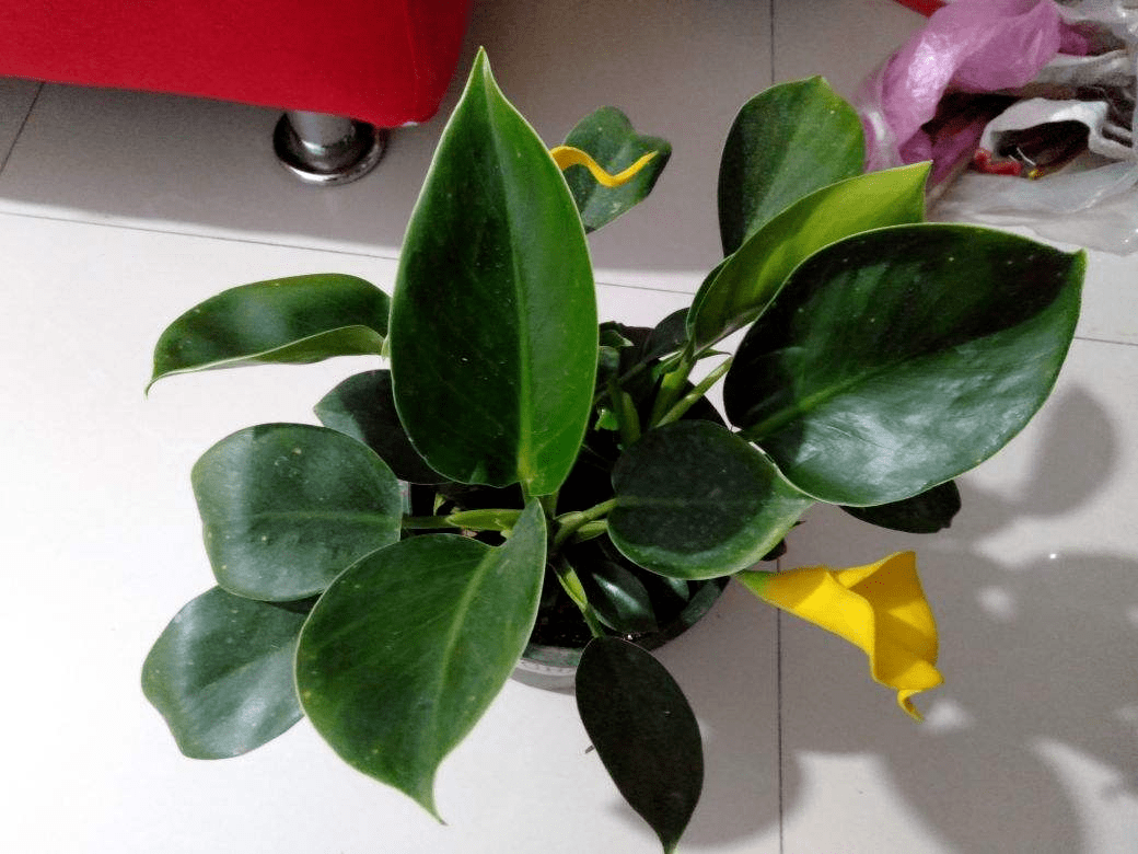 15种"阴性"花,家里没光适合养,光太强反而长不好_植物_养护_叶片