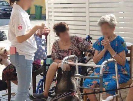 治愈哈士奇成功考取狗医生，没想到生意还异常火爆，厉害了我的哈！