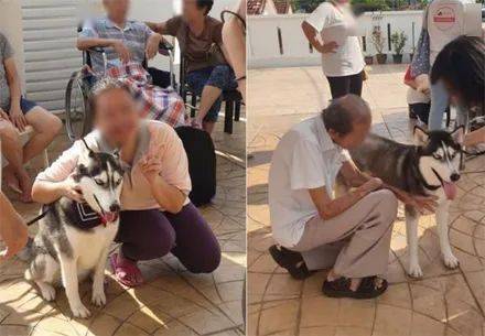 治愈哈士奇成功考取狗医生，没想到生意还异常火爆，厉害了我的哈！