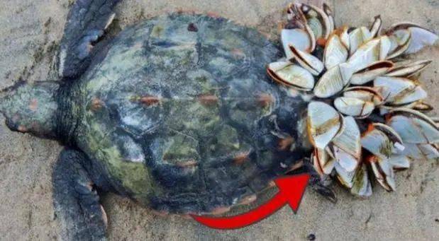 让海龟屁股 开花 的藤壶 遇到海豚却怂了 寄生 生物 潜水