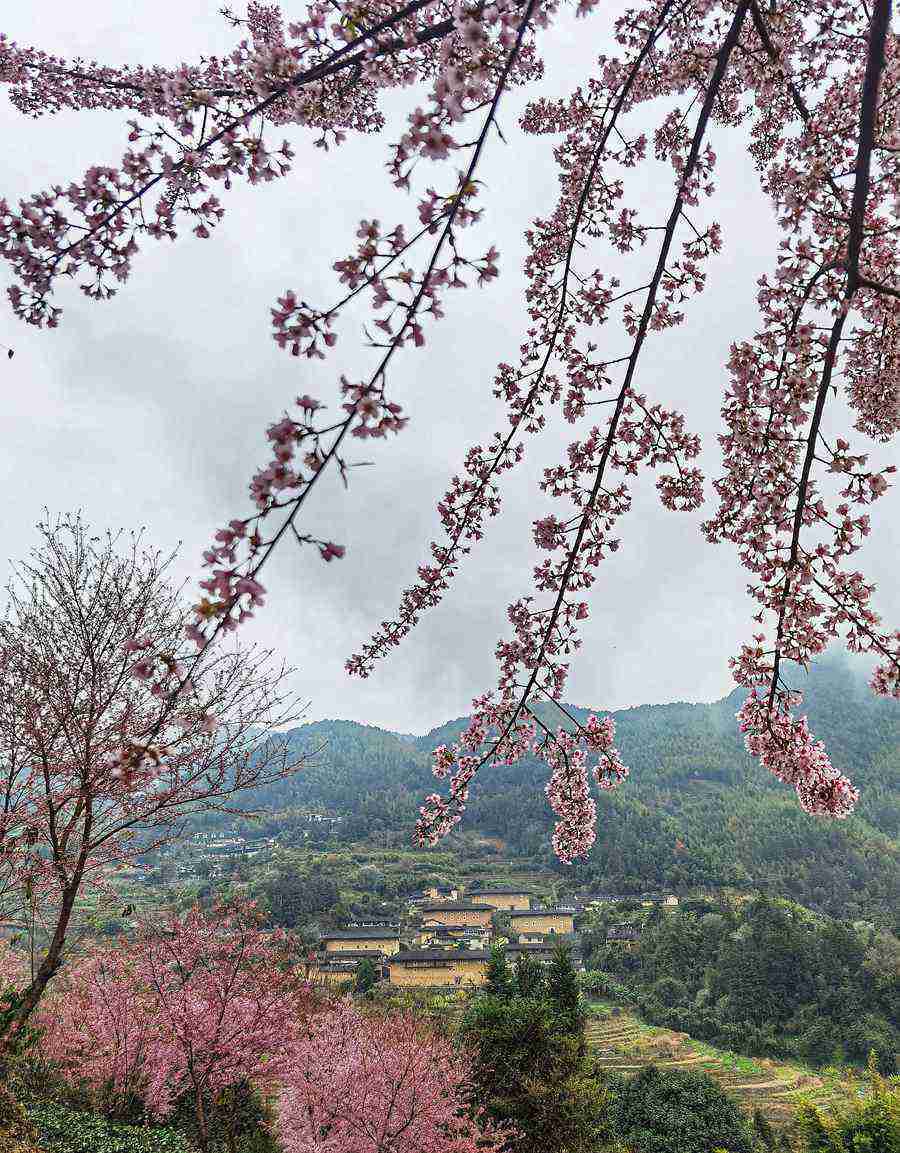 冯木波|绝美！粉色樱花“点缀”世遗土楼