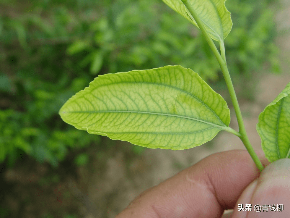 枣树主要生理性病害发生规律及综合预防措施