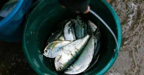 活久见啊美国这地方居然下下下鱼了