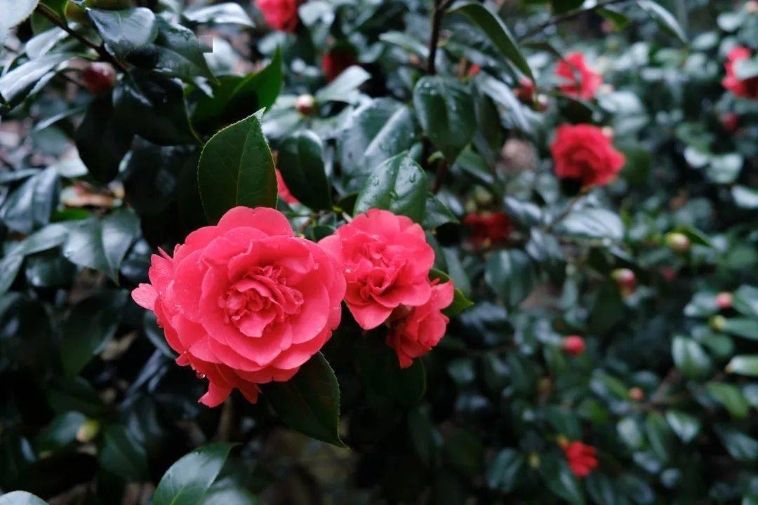 山茶花|全部免费！深圳1月公园赏花指南来啦！梅花、风铃木、山茶花……