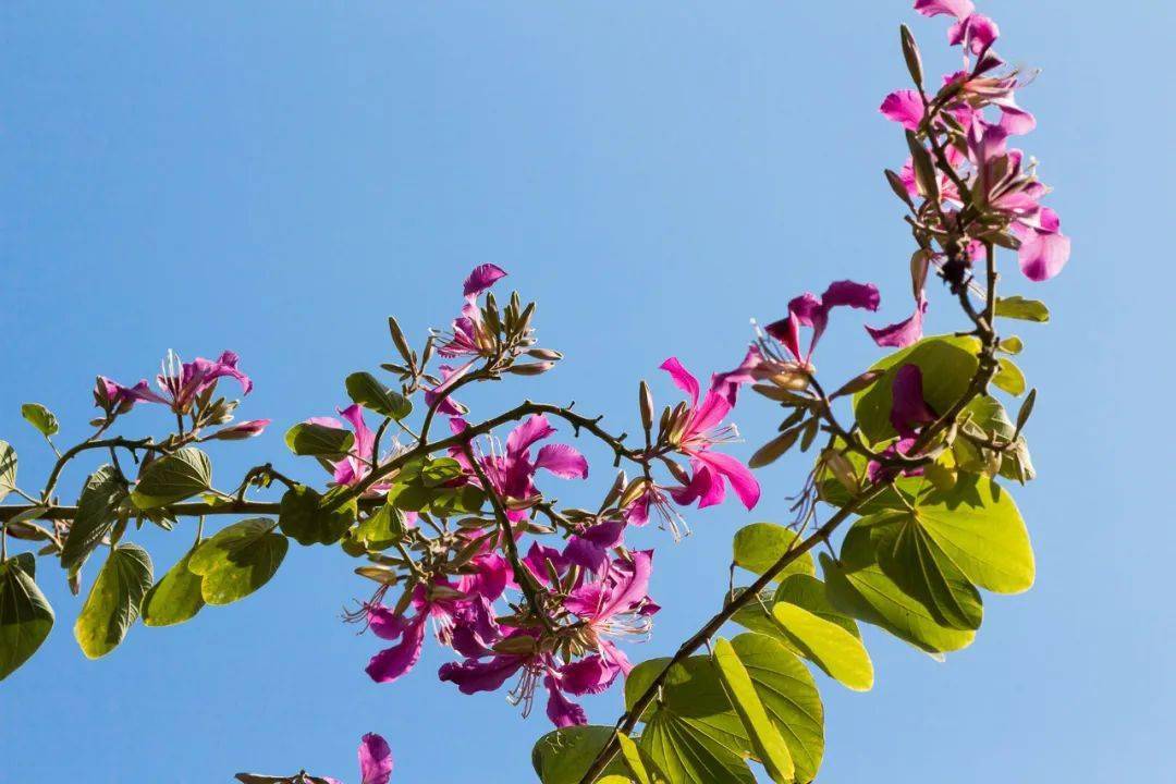 山茶花|全部免费！深圳1月公园赏花指南来啦！梅花、风铃木、山茶花……