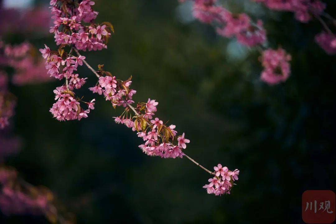 新闻|红的、粉的、黄的······成都公园的花悄咪咪开了！