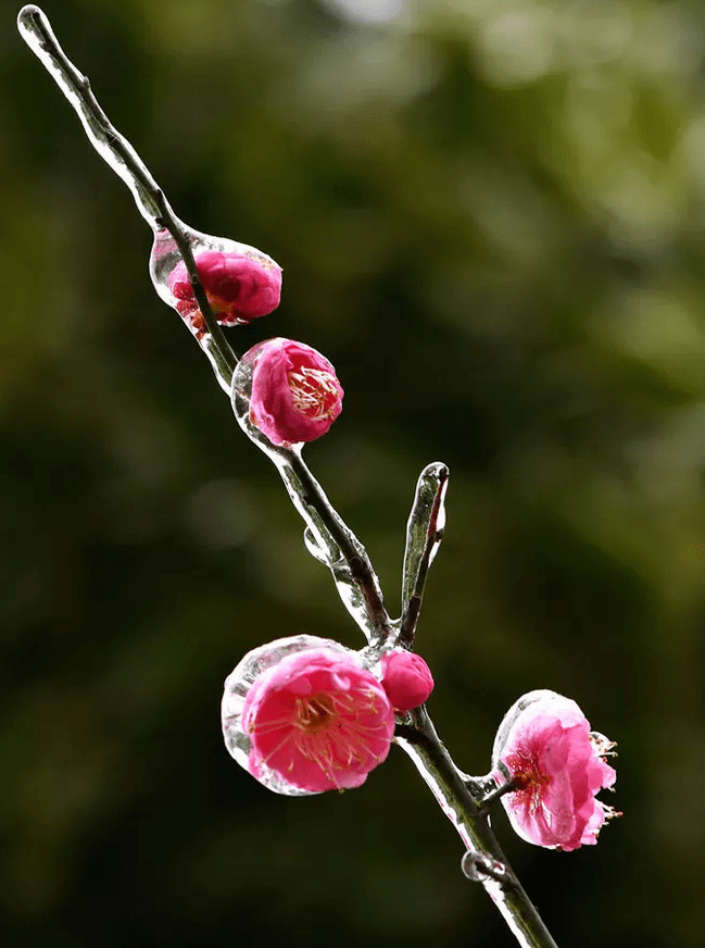 阳气_节气_梅花