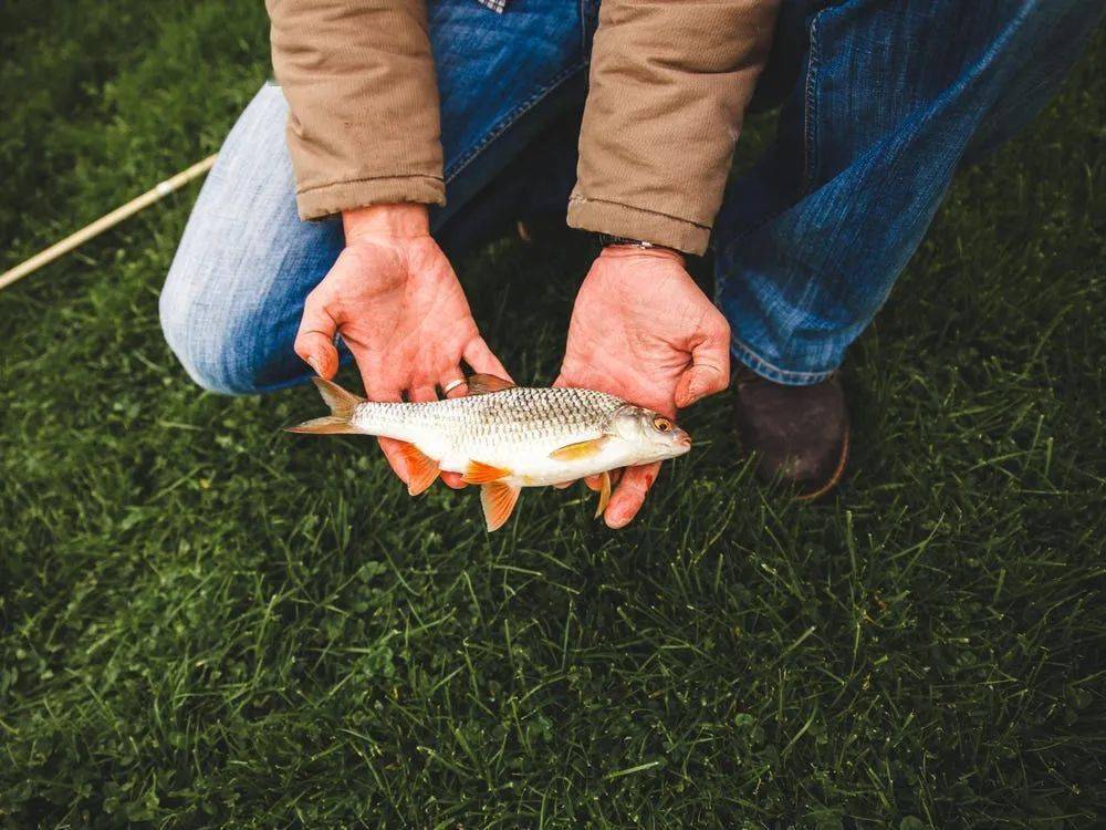 美国一州下 鱼雨 上万鱼尸狂砸网友齐分享 天上会掉馅饼原来是真的 特克萨卡纳 龙卷 帖子