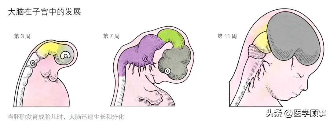 大脑神经元发育过程移动距离达上千公里