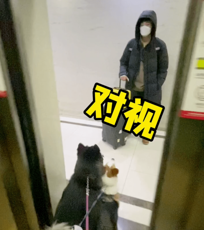 都长当狗狗三个月没见铲屎官...哈哈哈哈哈这剧本不太对啊?