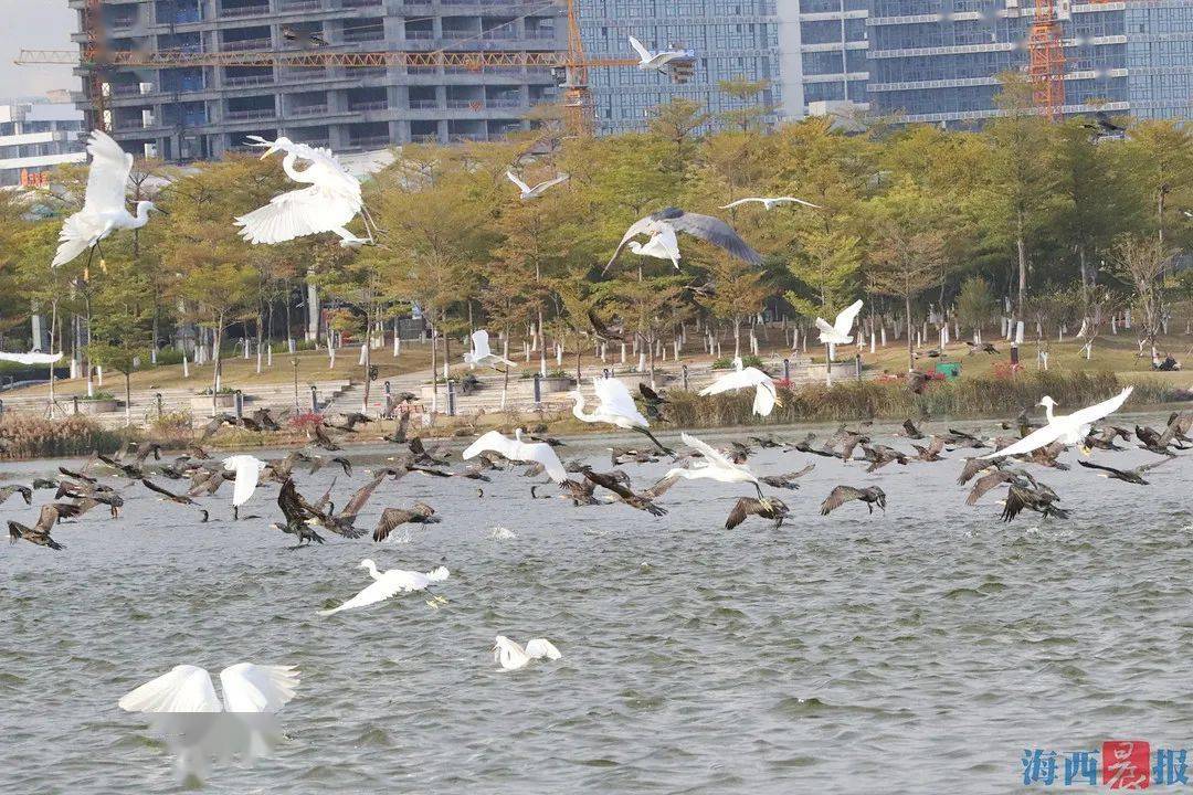 海西|壮观！又见万鸟齐飞，就在厦门这个地方→