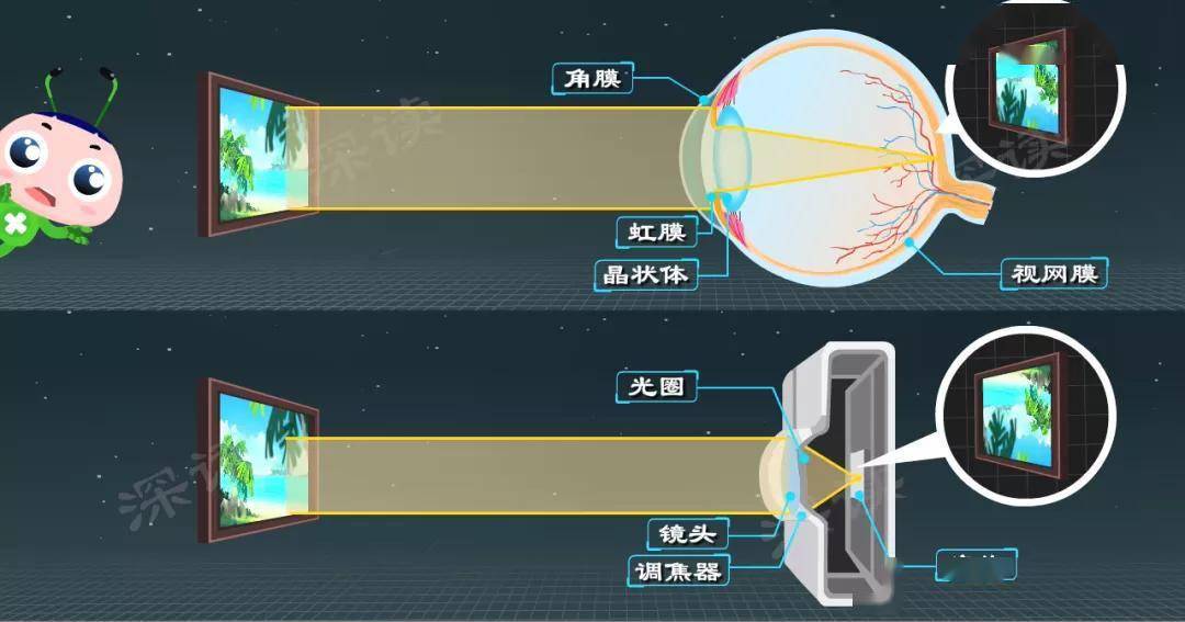 光线通过角膜,瞳孔,晶状体,聚焦在视网膜上,成像完成,人就看到东西啦!