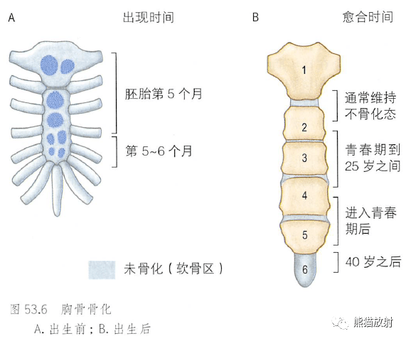 解剖丨胸部（胸壁）~_胸骨_内容_动脉
