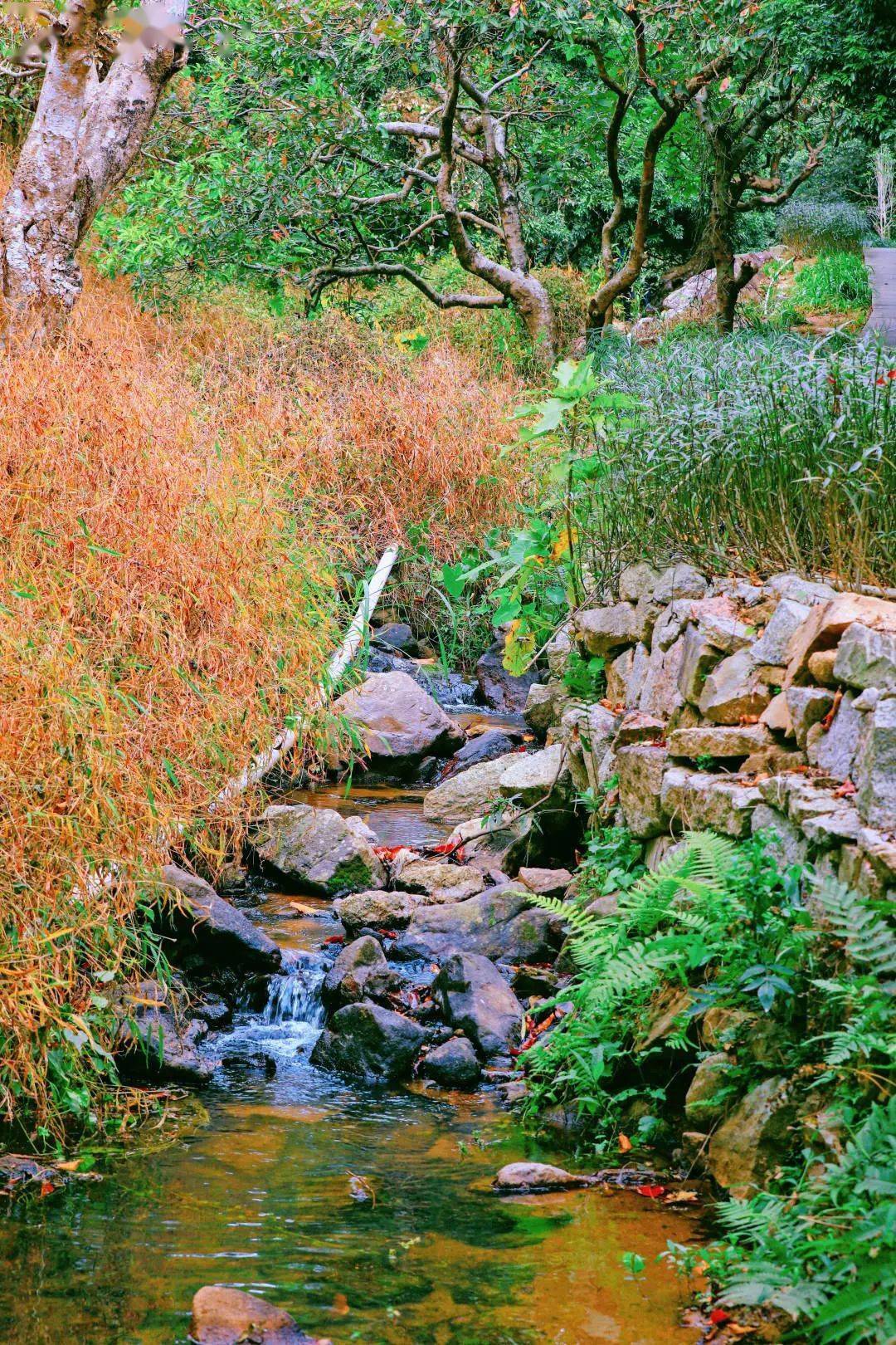 入谷尋幽,登高遠眺,深圳這座公園又添綠色新福利!_登山_景區_郊野