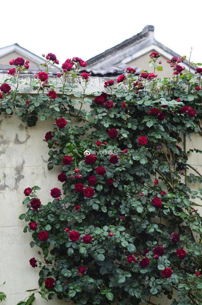 冬天做好这几步,来年藤月爬满墙