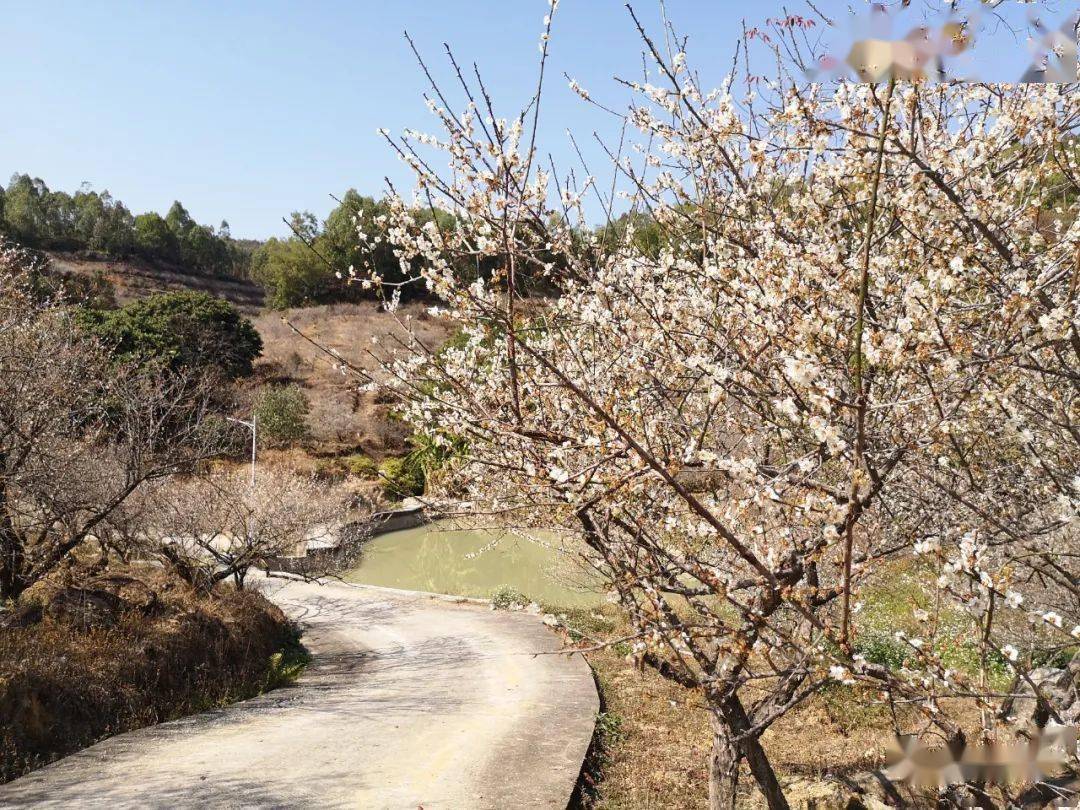 【風景】梅花,讓普寧高埔出名了,快來賞梅花哦_高埔鎮_梅鄉_觀賞區