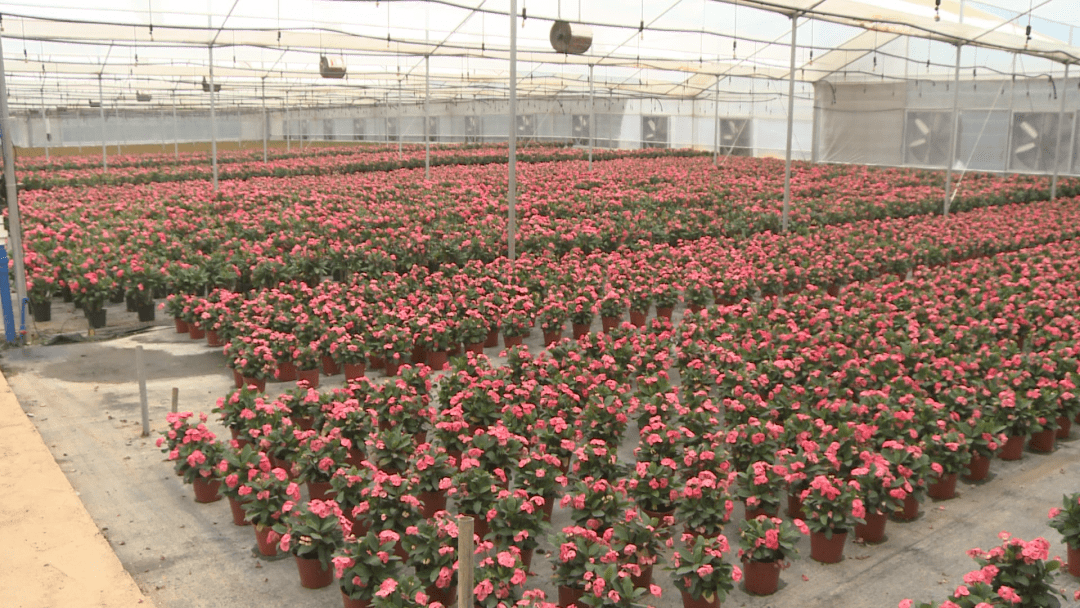 贵阳最大花卉种植基地图片