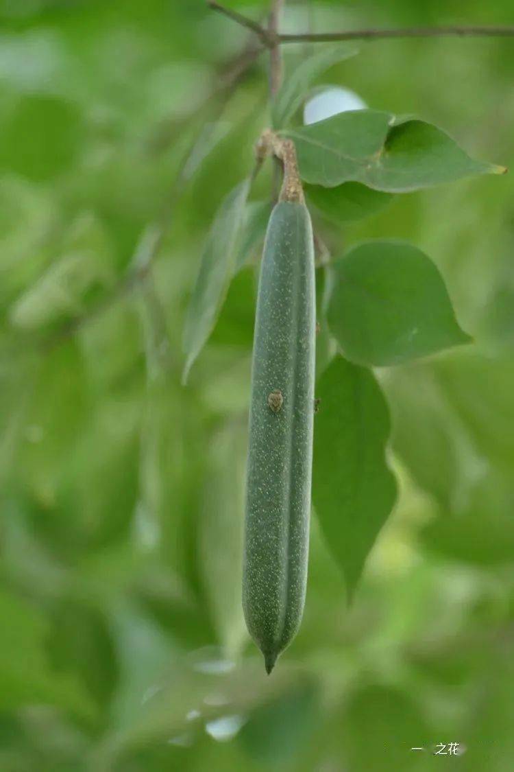 大自然】第216期:倒吊笔_果实_植物园_花冠