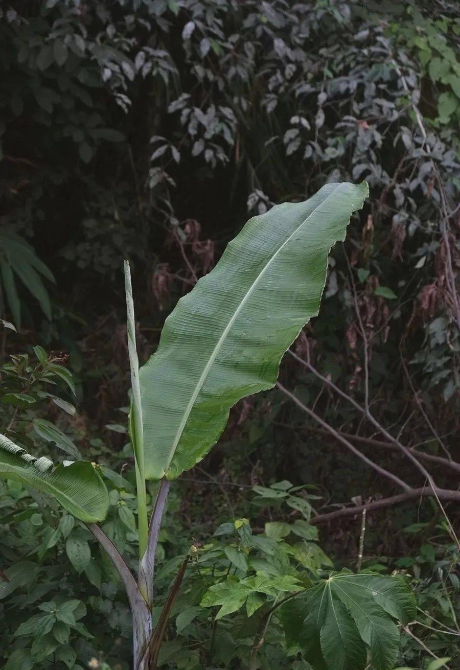 盆地|走，去墨脱