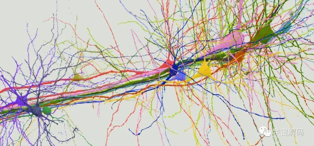 发布了第一张人类大脑部分的神经网络连接图,大约针头大小的人类大脑