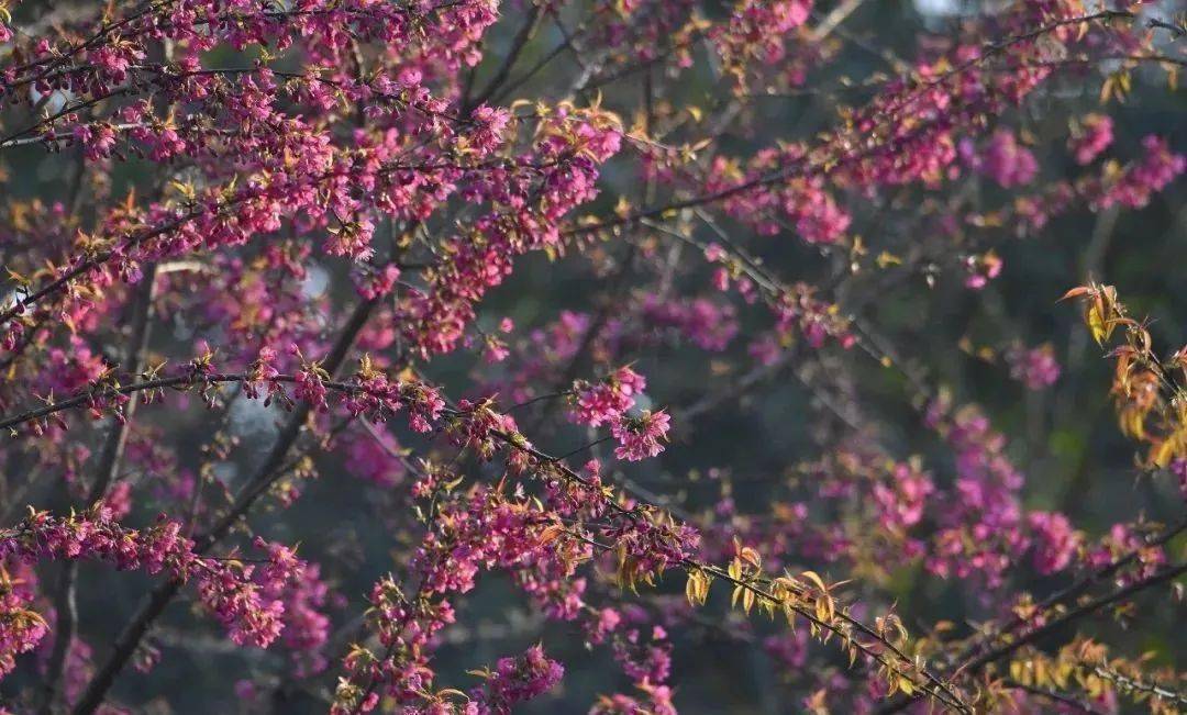 花海|樱花开了！成都冬日花海～