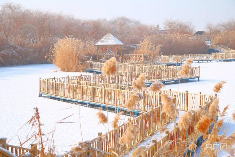 博湖|新疆博斯腾湖：冰雪封涛声 芦苇开“冰花”