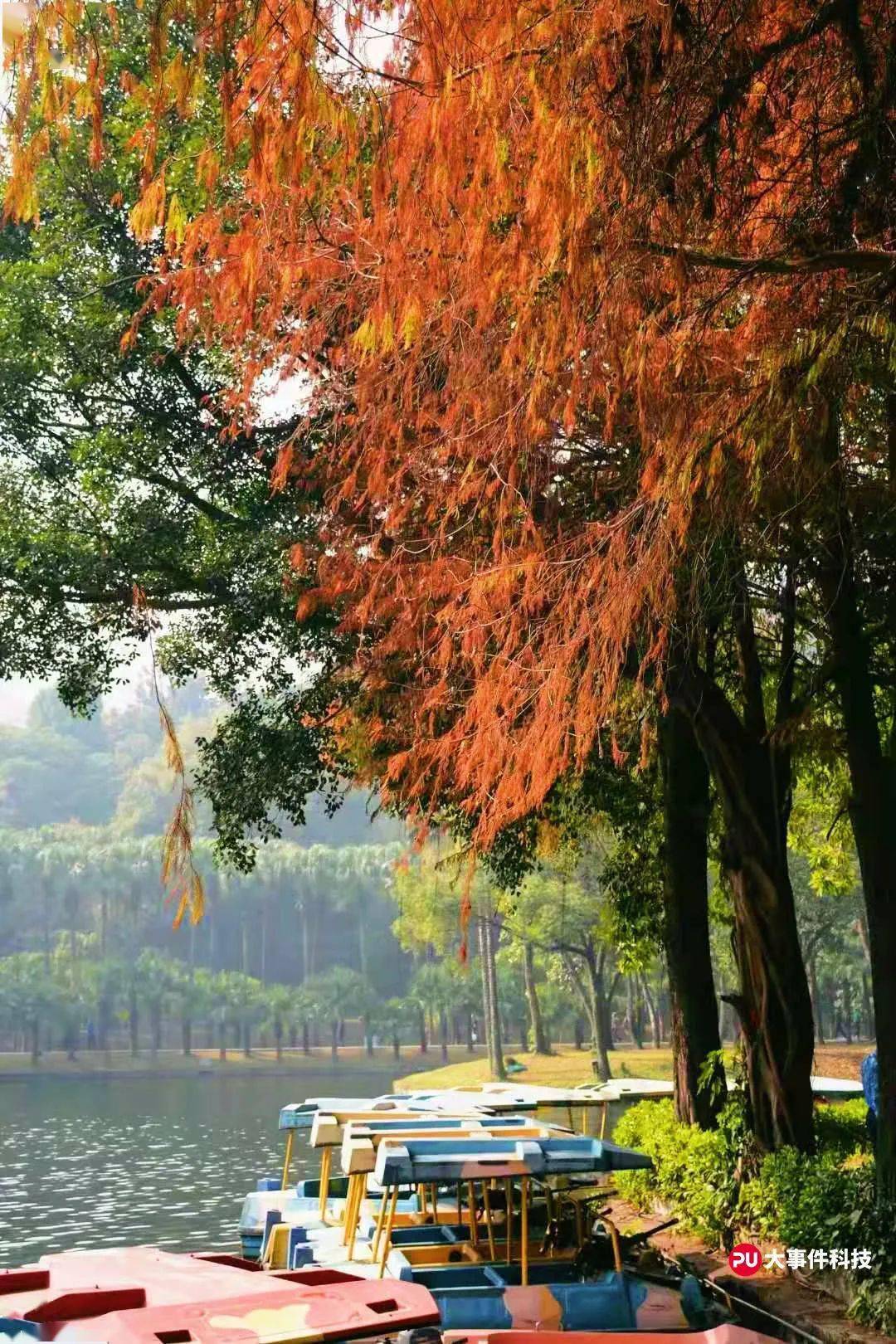 保姆级打卡广州4大限定红杉林预定你的256g内存