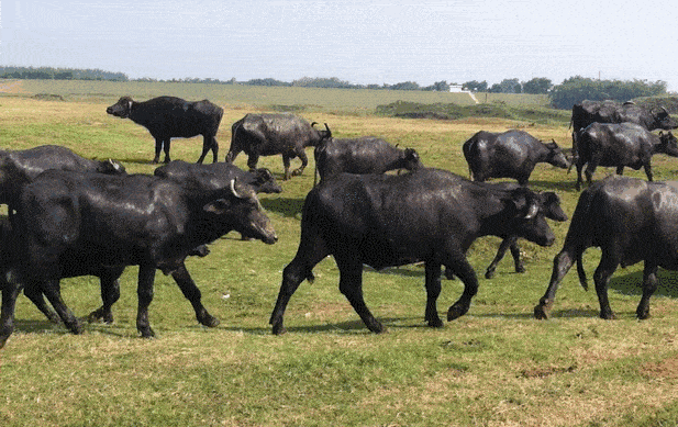 水牛产奶量只有普通奶牛的四分之一,属于珍稀奶源,浓度甩普通牛奶好几