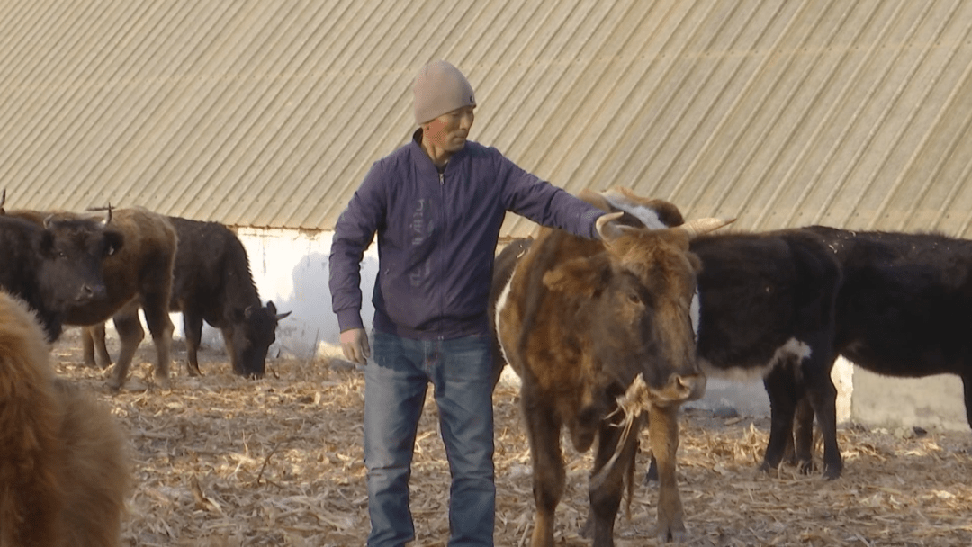 的牧工不在少数,该团二连养殖户赛三哈力多年前就看好养牛的发展前途
