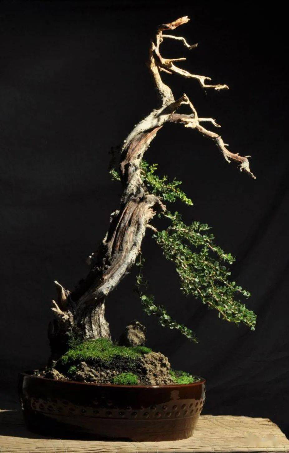 变象达意,升华盆境_盆景_艺术_自然