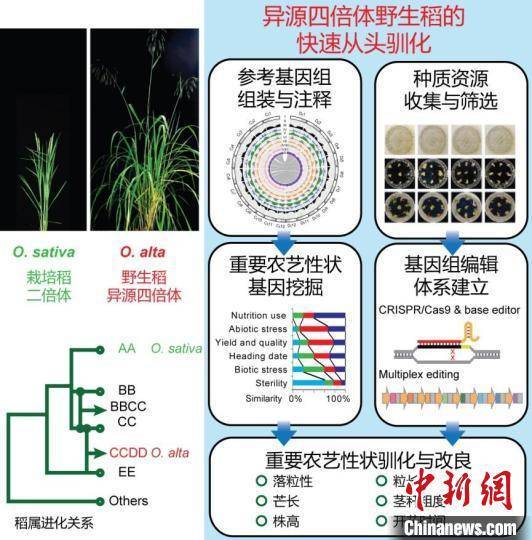 病毒|“二氧化碳人工合成淀粉”等入选2021年度中国生命科学十大进展