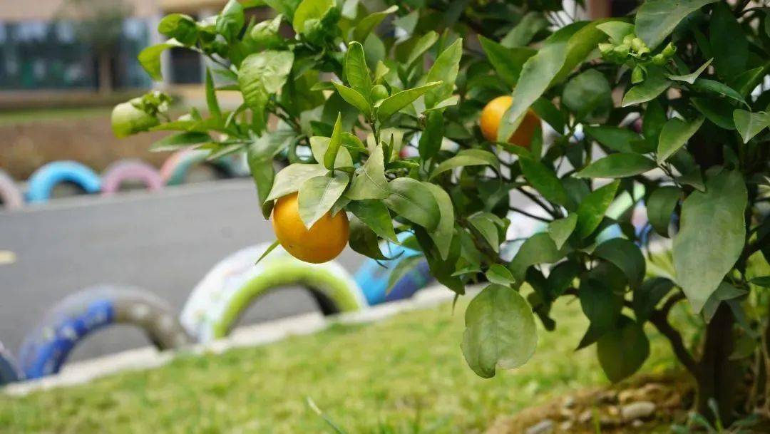 班级|播种绿色 收获幸福 | 一起来学校摘沃柑吧！