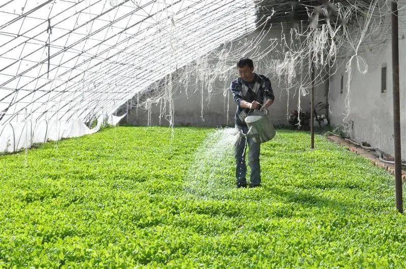 种小白菜播种全过程图片