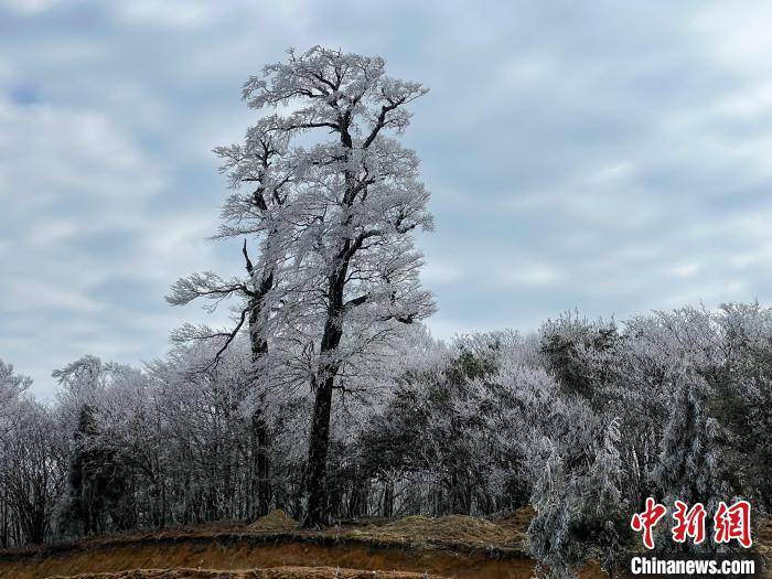 杆洞乡|广西北部深山出现一片彩色雪原