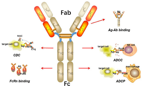 导发挥非特异性杀伤作用,如抗体依赖性细胞介导的细胞毒性作用(adcc)