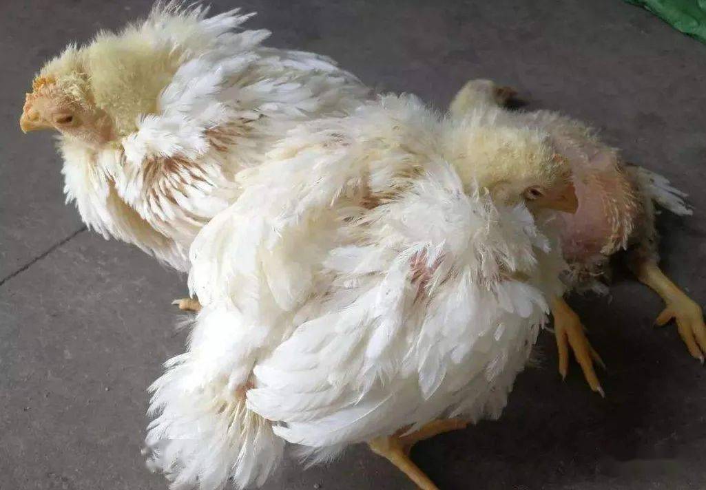 鸡大肠杆菌如何诊断和防治