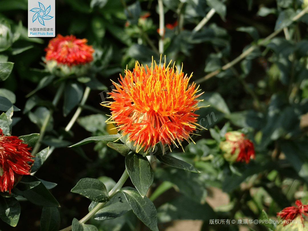 丨花花万物_红花_红色_染色