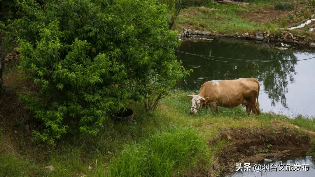 酒庄|贺新年，品美酒！一起走进仙境蓬莱贺年会（三）——酒庄风情紫色游