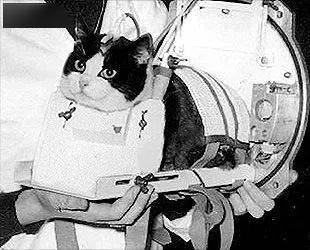 菲利塞特,世界上唯一去过太空的猫