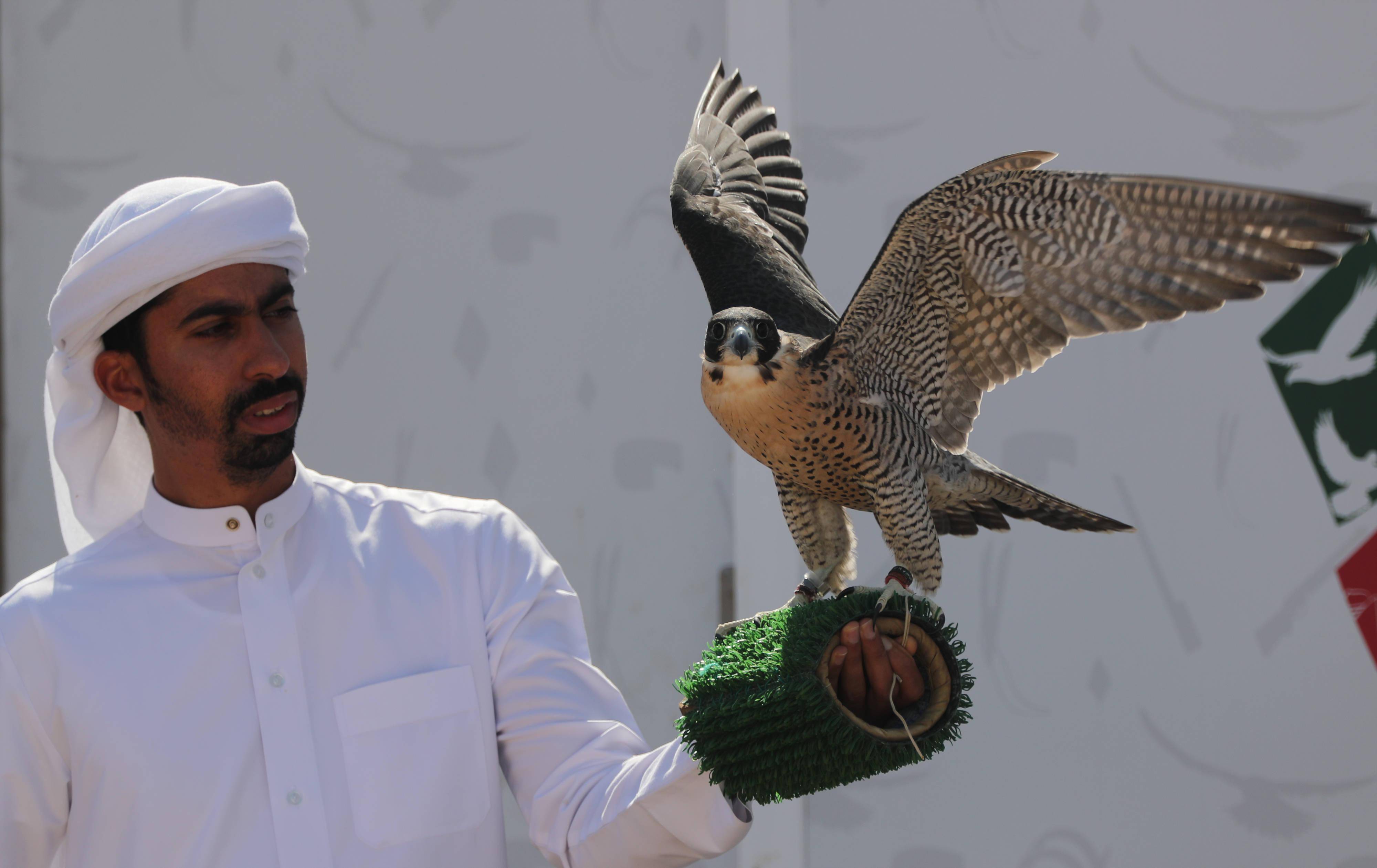 在阿拉伯联合酋长国迪拜,一名男子带着自己的猎鹰参加鹰猎锦标赛