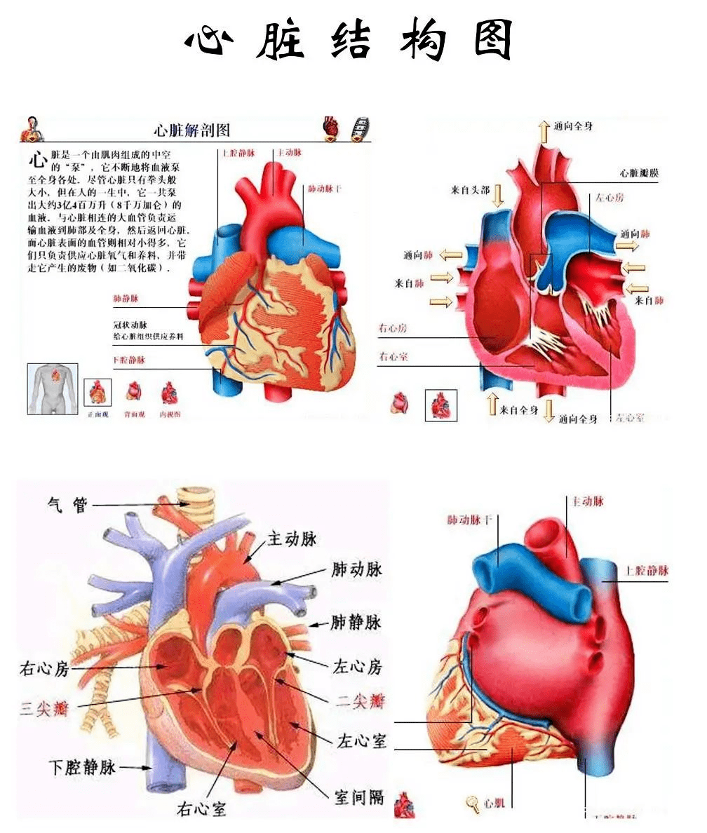 猪心脏内部结构图图片