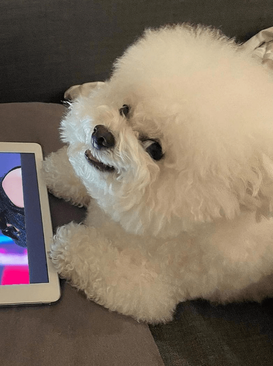 狗狗界小公主百变表情比熊犬一秒卖萌一秒邪恶