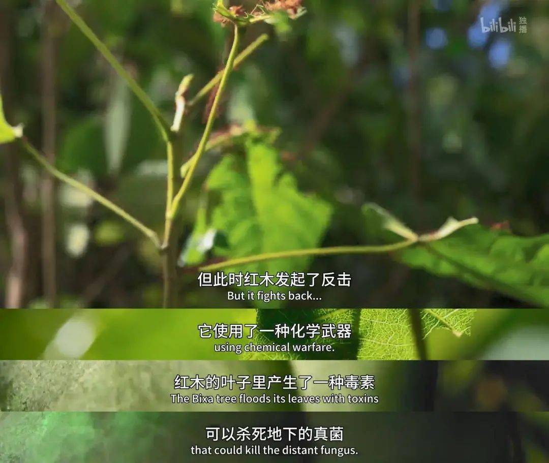 回归又是9.9！全球「第一美」，夸就完了！