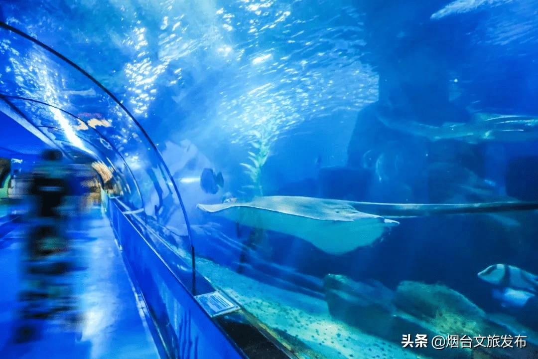 海鸥|海鸥、大海，来一场浪漫的邂逅吧！一起走进仙境蓬莱贺年会——滨海鸥遇蓝色游?