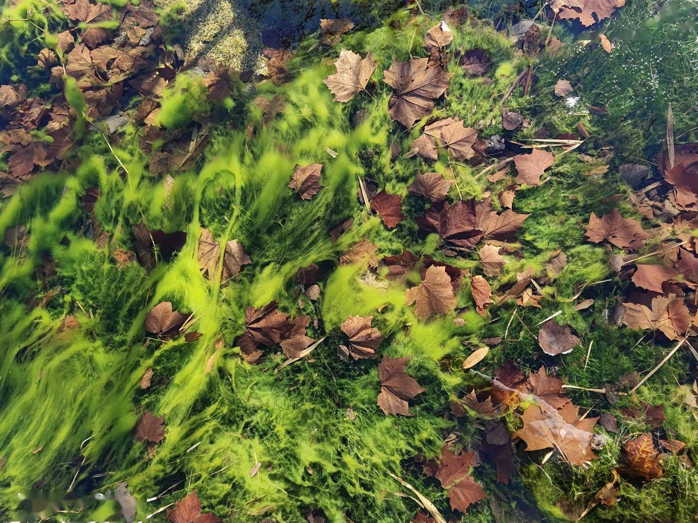 iQOO9 Pro 影像体验：首发三星 GN5，定格精彩瞬间