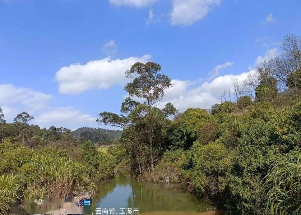 玉山城花海开放啦