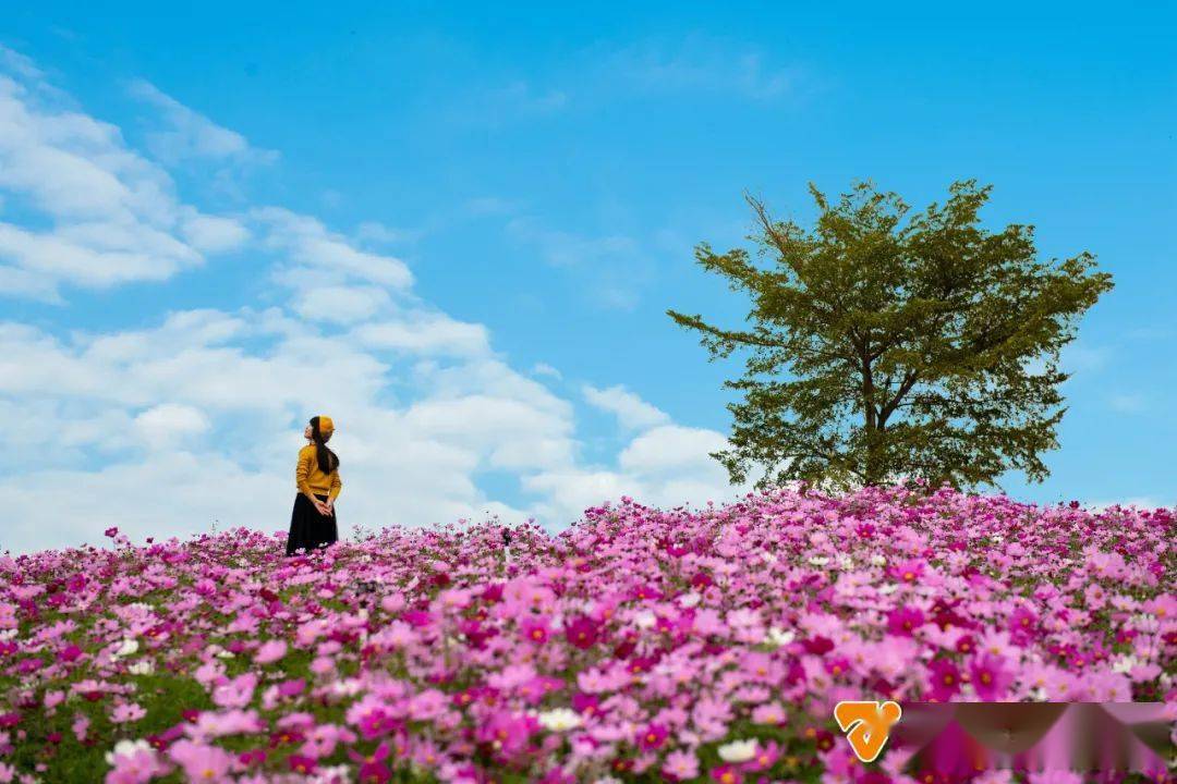 壮观 南宁漫山遍野的格桑花盛开了 赏花免费 格桑梅朵 花卉 奶白