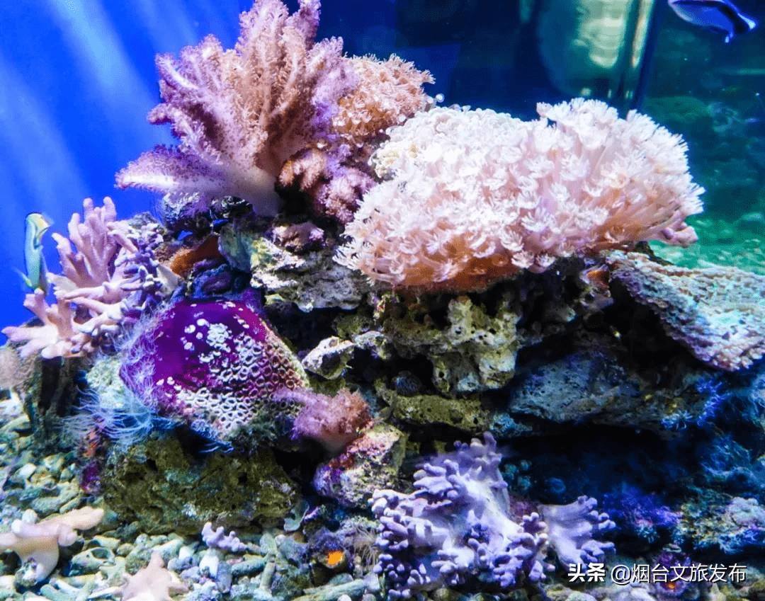 海鸥|海鸥、大海，来一场浪漫的邂逅吧！一起走进仙境蓬莱贺年会——滨海鸥遇蓝色游?